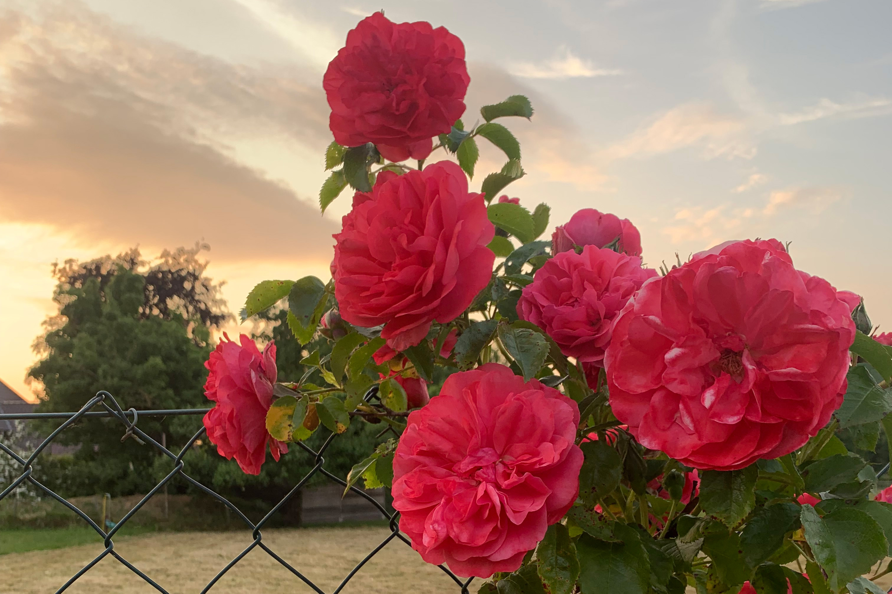 huis met zonnenbloemen